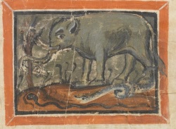 L’elefante, la mandragola, il serpente, Bern, Burgerbibliothek, Cod. 318 Physiologus Bernensis (https://www.e-codices.unifr.ch/de/list/one/bbb/0318), f. 19r.